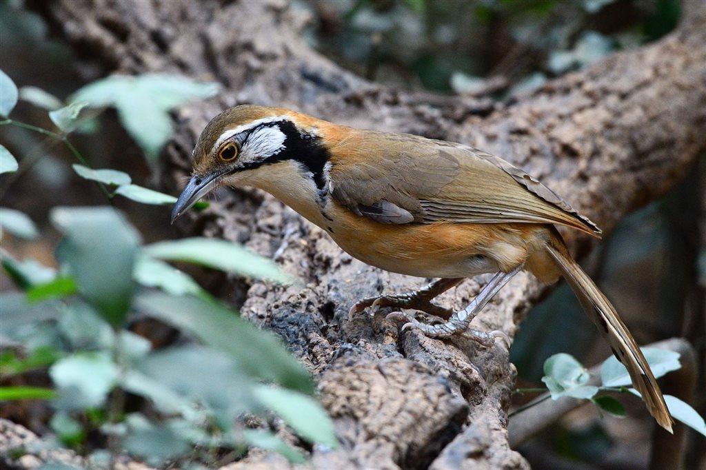 4. クビワガビチョウ