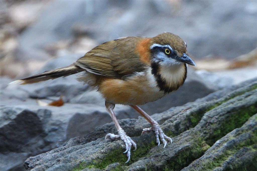 5. ヒメクビワガビチョウ