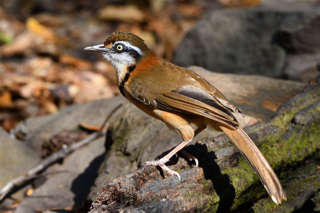 6. ヒメクビワガビチョウ