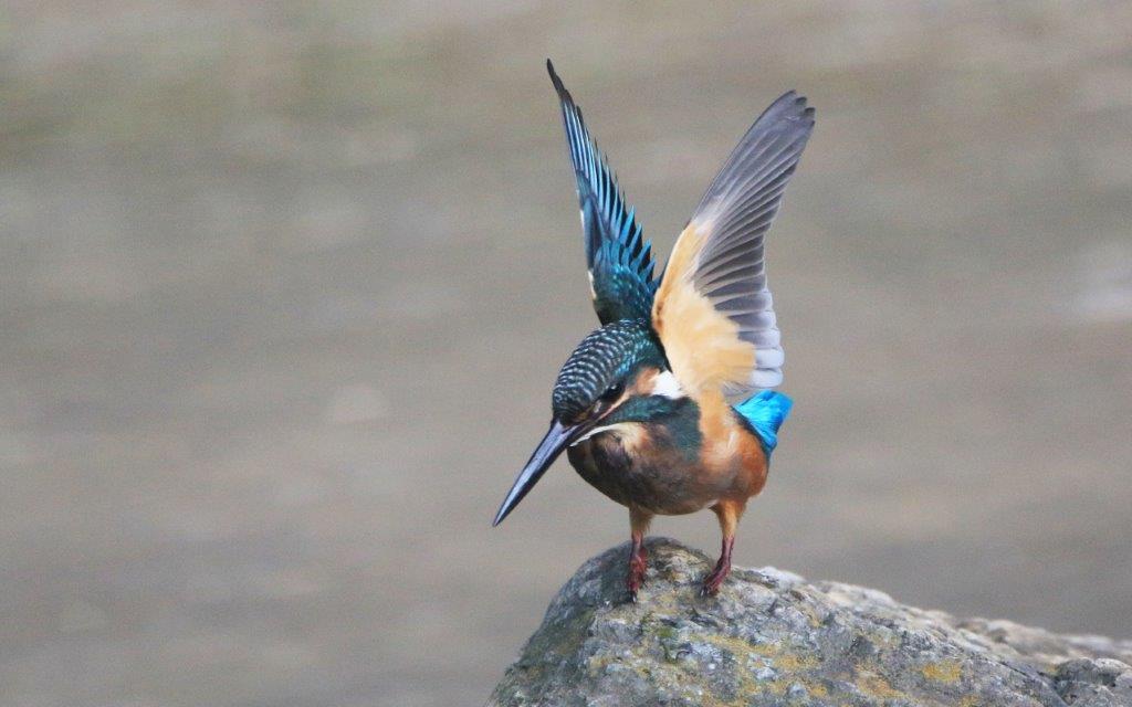 41. カワセミ幼鳥