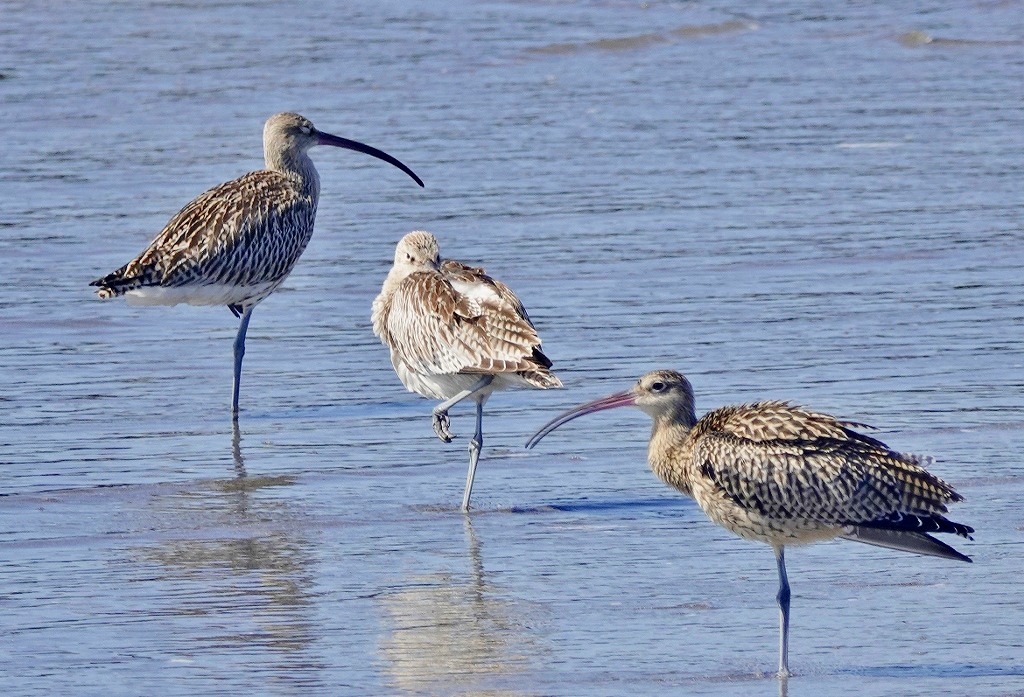 73. ダイシャクシギとホウロクシギ