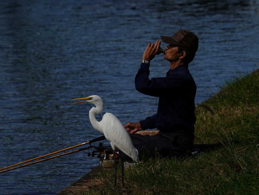 44. ダイサギと釣り人