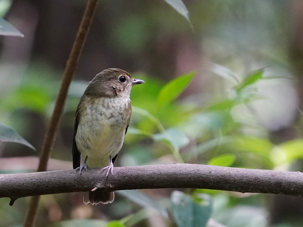 45. キビタキ♀