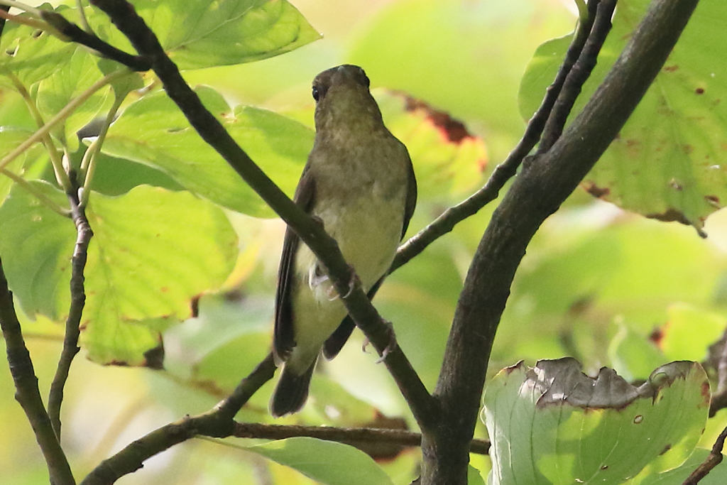 64. キビタキ♀