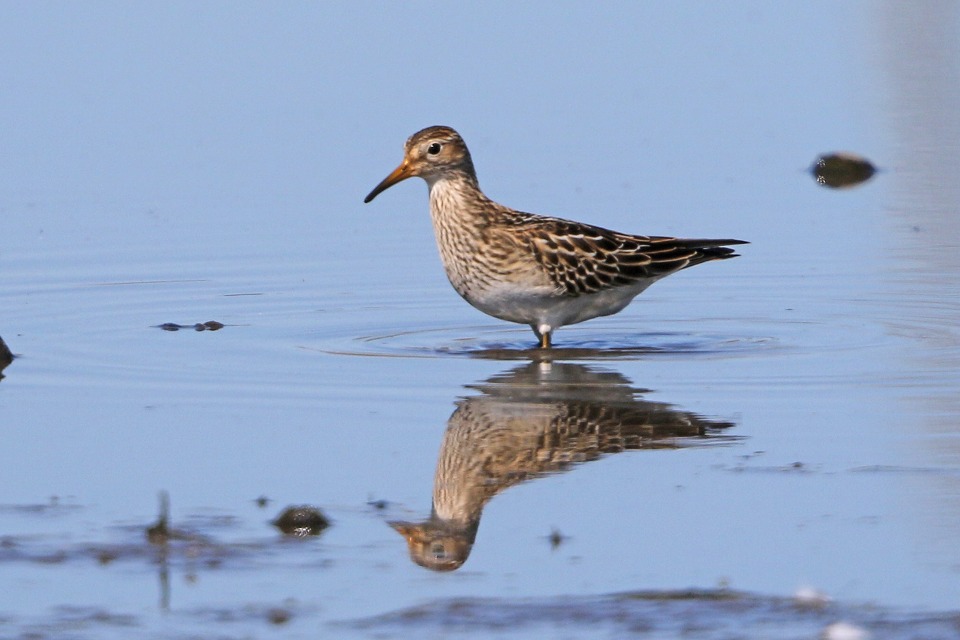 2. アメリカウズラシギ