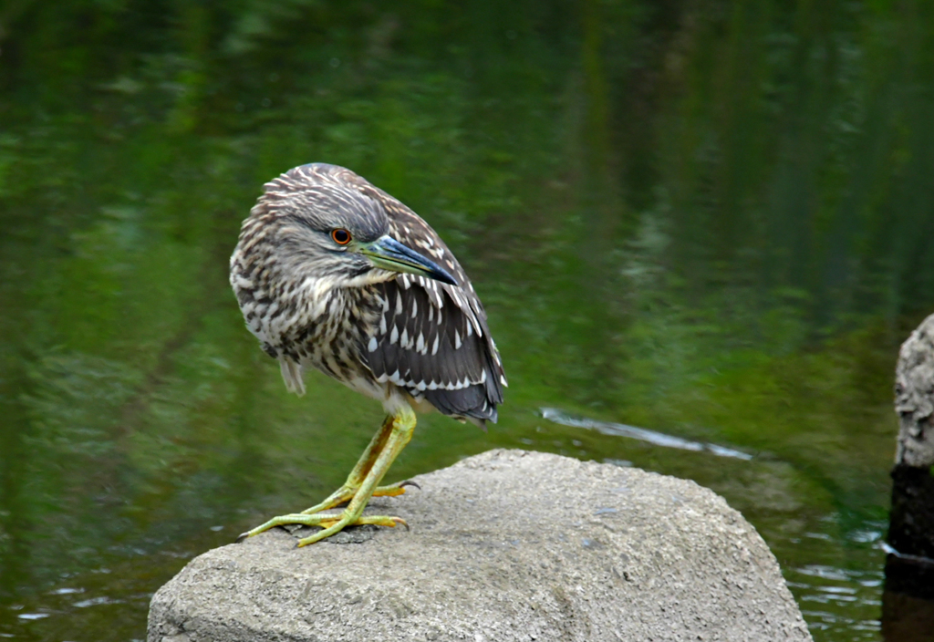 21. ゴイサギ幼鳥