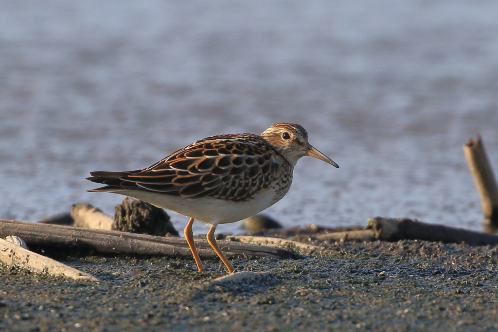 76. アメリカウズラシギ width=