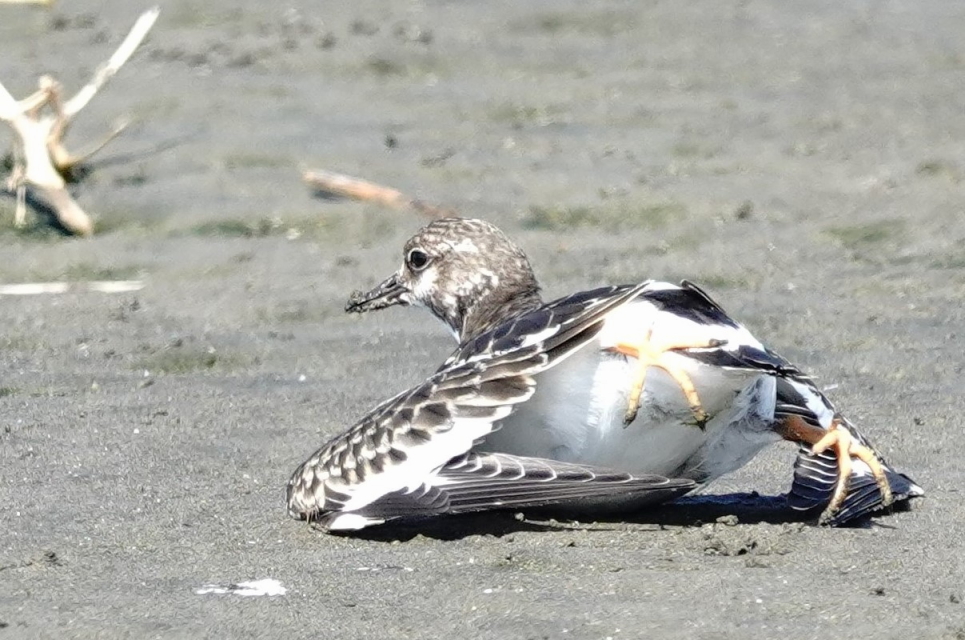 85. キョウジョシギ若鳥の擬態