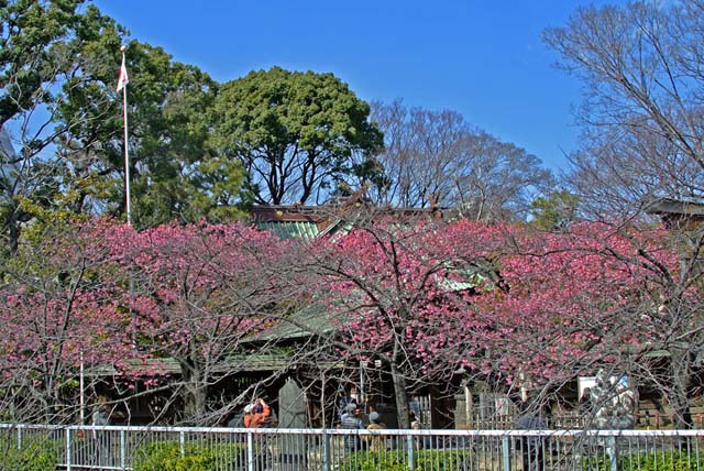 8. 目黒川から見た寒緋桜