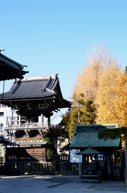 9)大銀杏が金色だった帝釈天