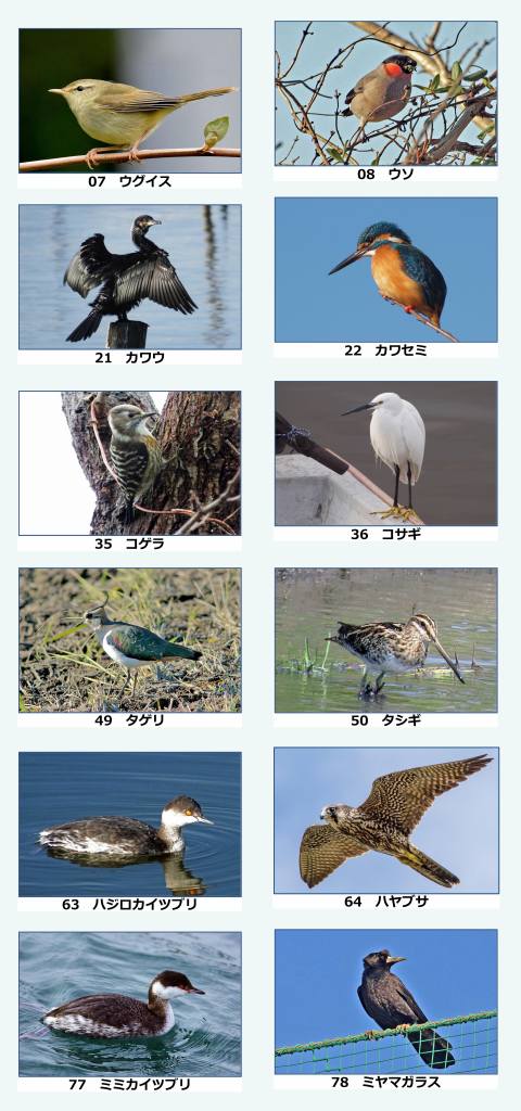 birds47h width=