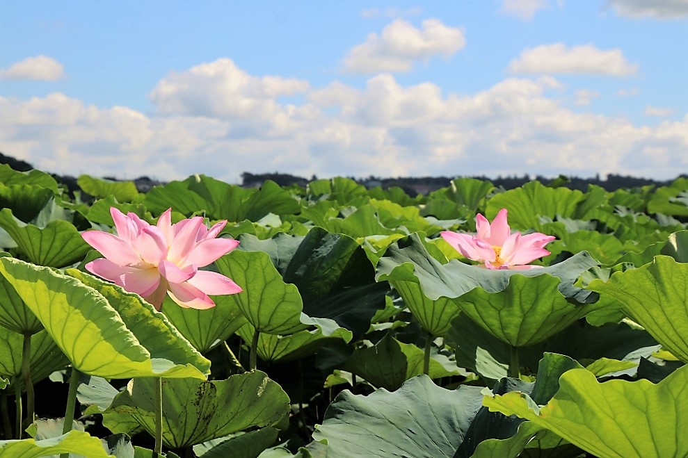 08.群生地を進む