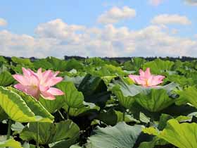 08.群生地を進む