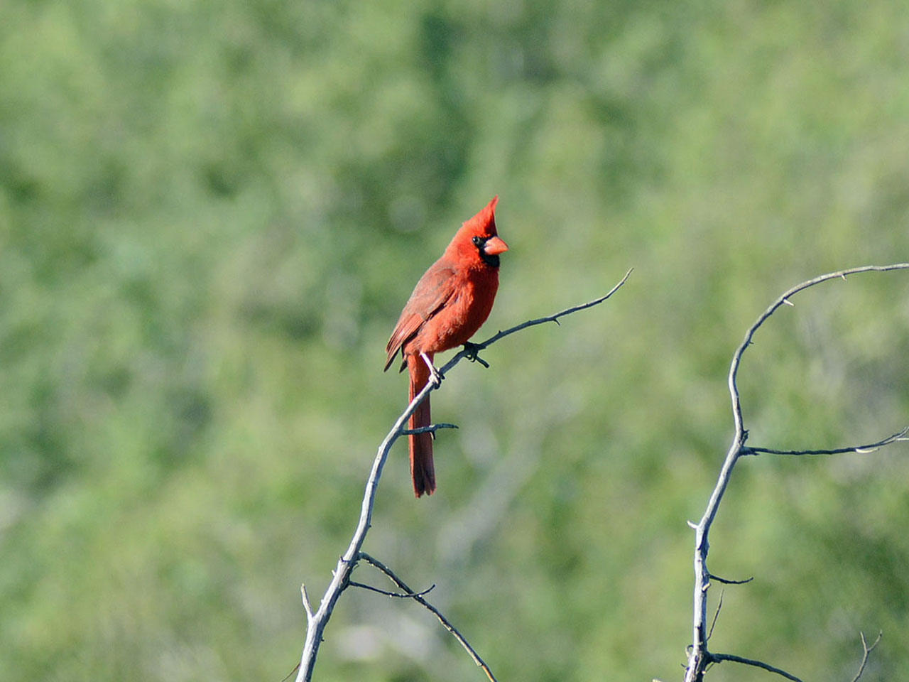 20.  NORTHERN CARDINAL