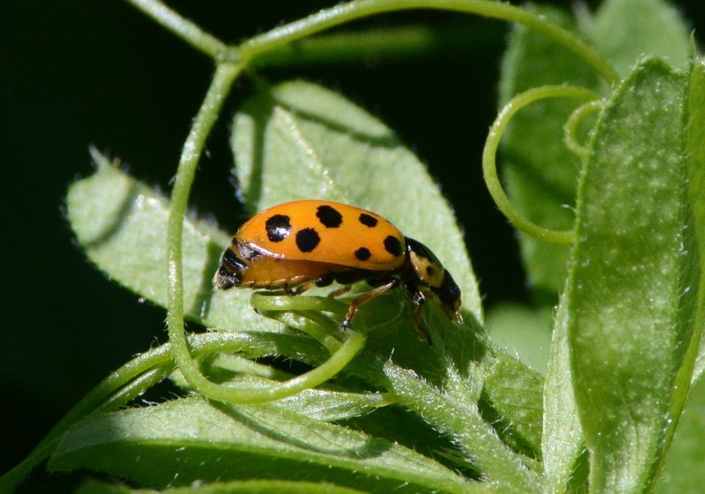 55. WETzVegE