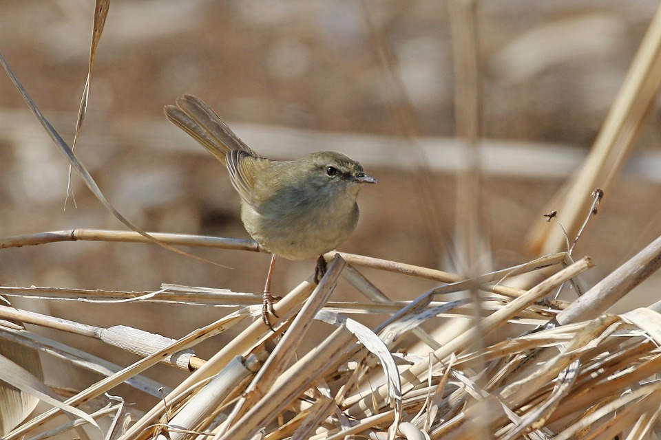 58. ウグイス