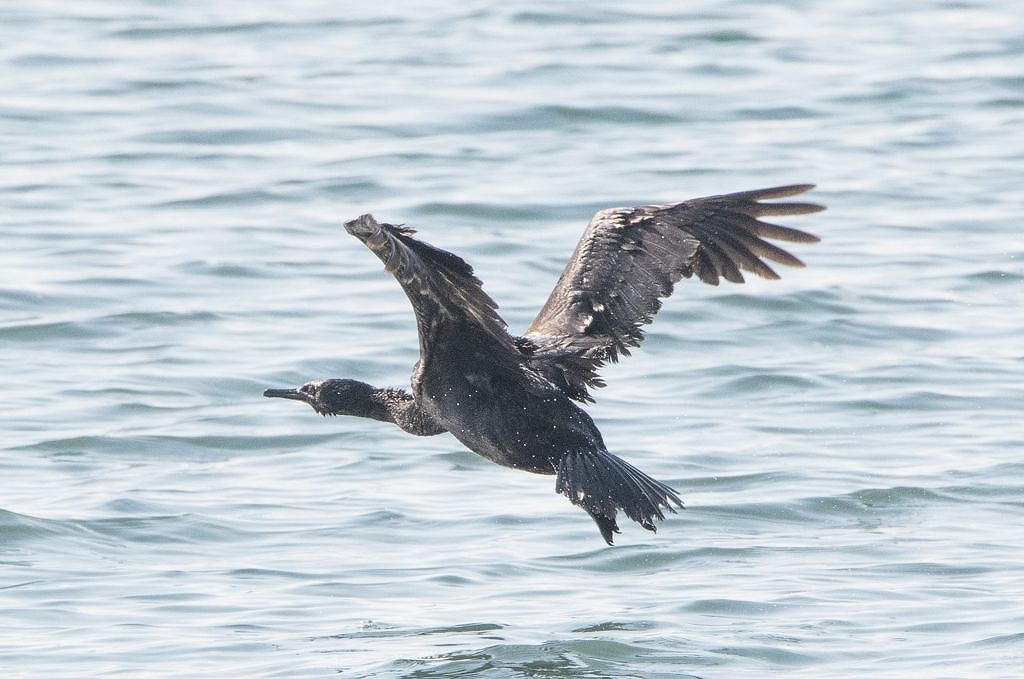 72.  ヒメウの飛翔