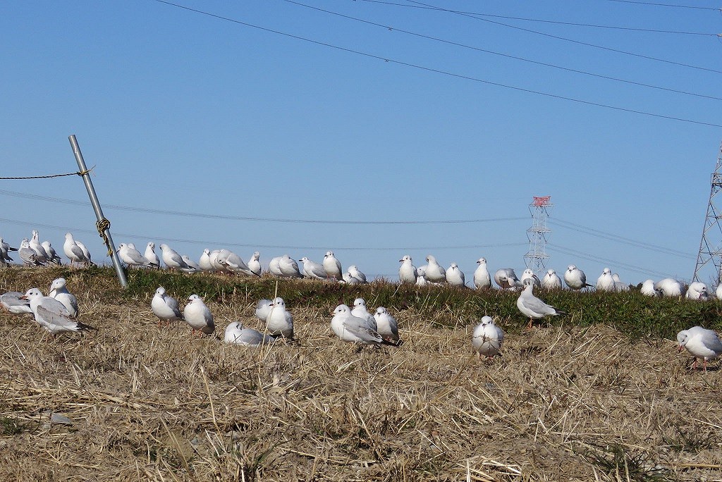 39. ユリカモメ