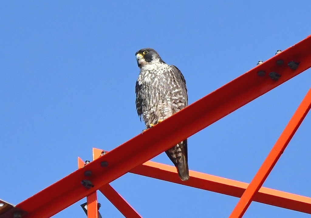 41. オオハヤブサ1