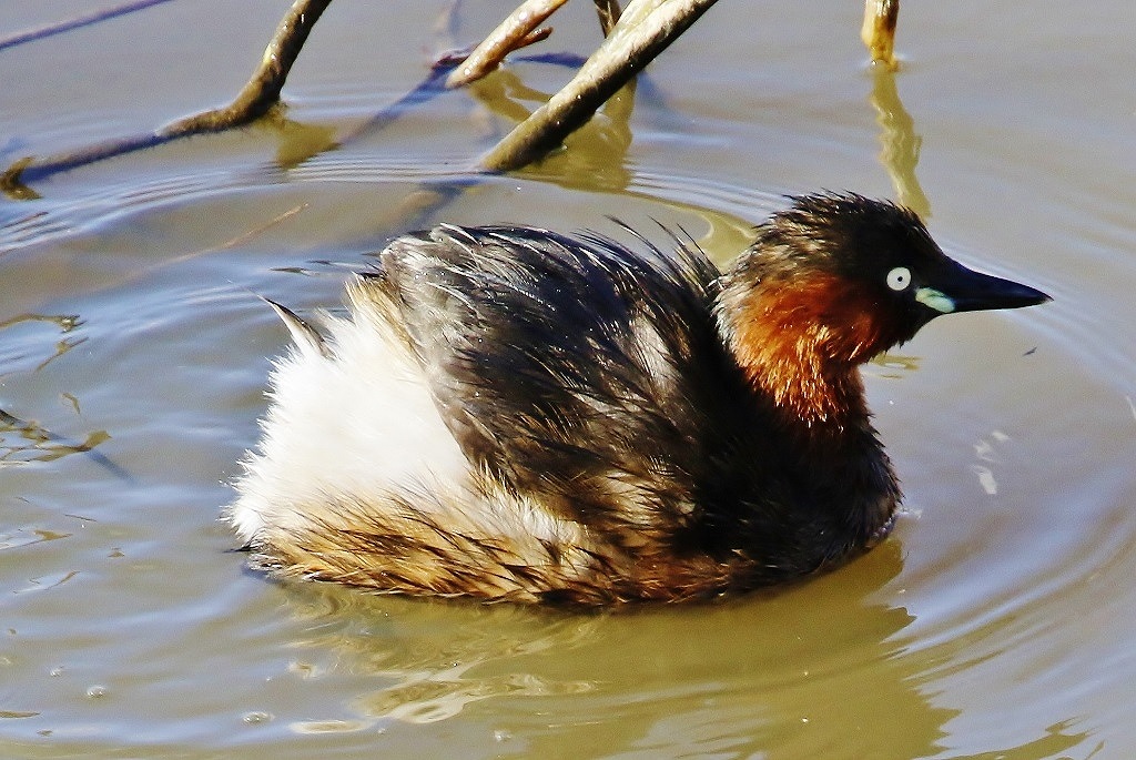 21. カイツブリ