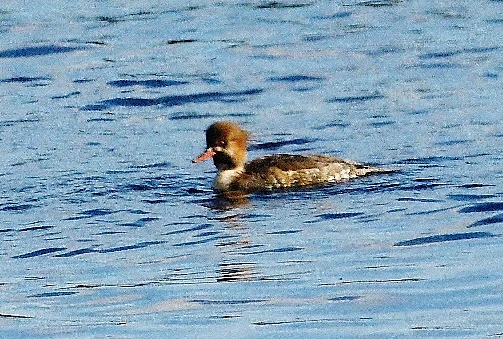 27. ウミアイサ♀