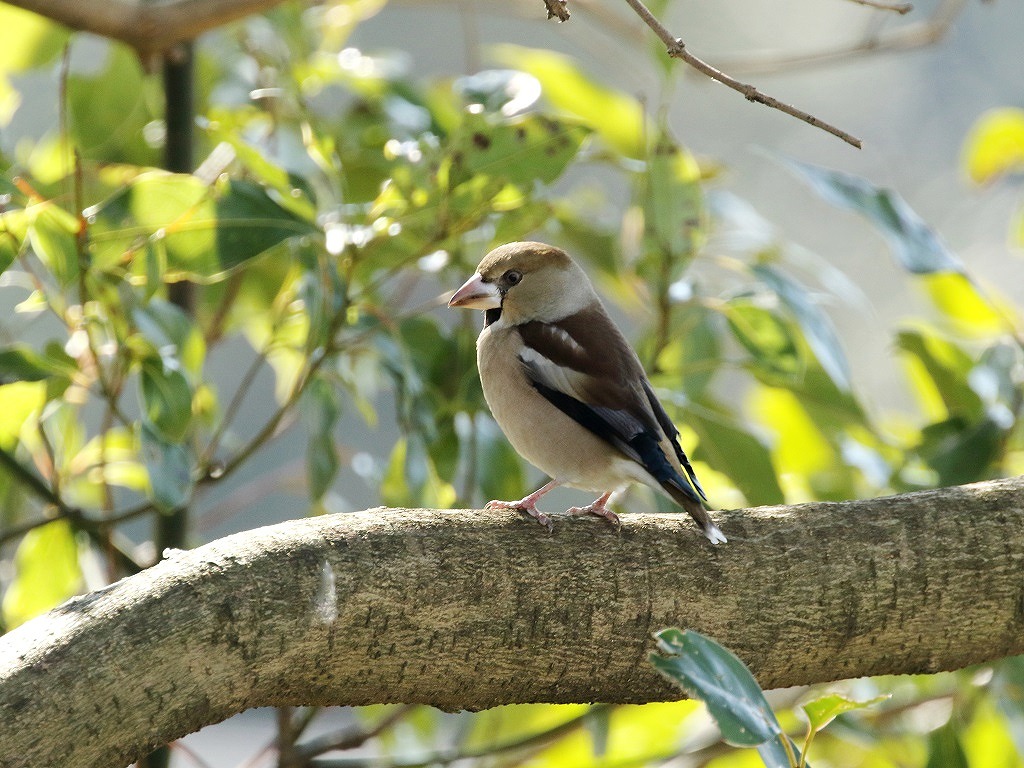 4. シメ
