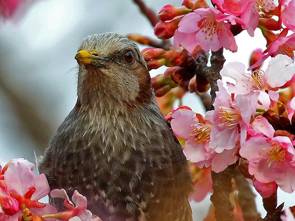 40. ヒヨドリ