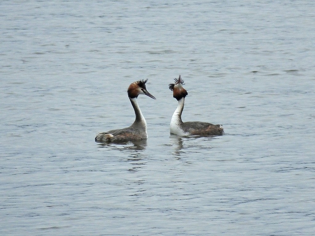 59. カンムリカイツブリ