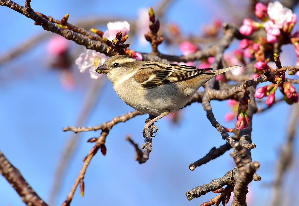 38. ニュウナイスズメ(♀)