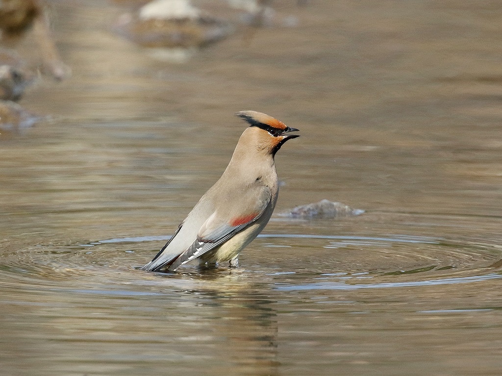 4. ヒレンジャク②