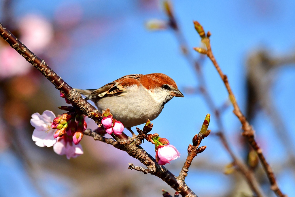 47. ニュウナイスズメ