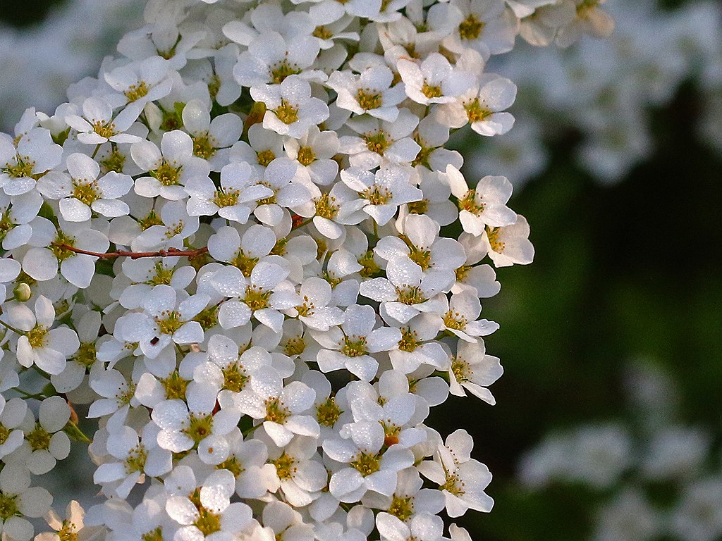 51. ユキヤナギ
