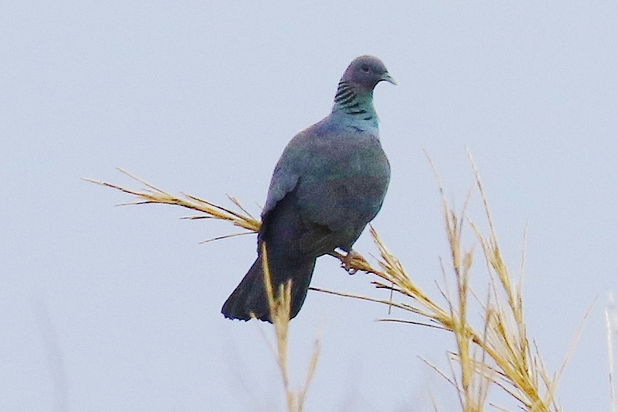 23. カラスバト