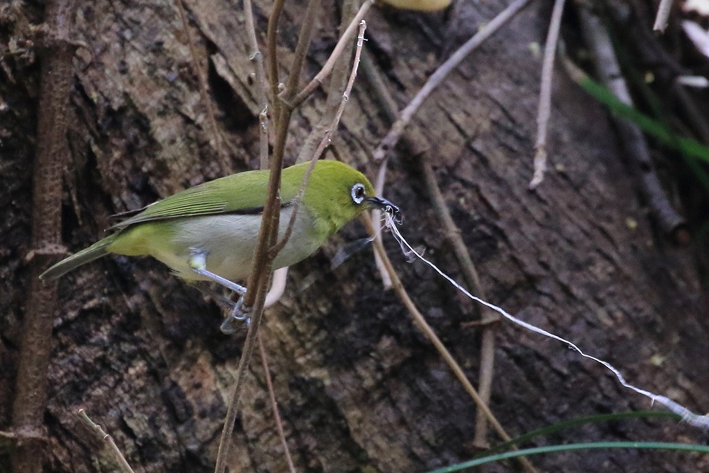 73. シチトウメジロ