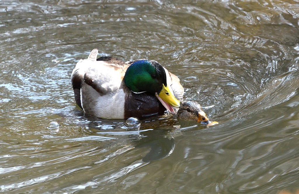 86. マガモ交尾