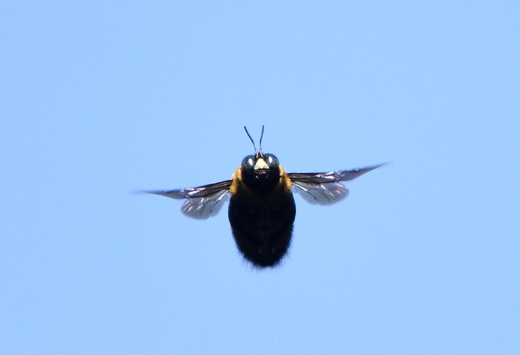 88.  クマバチの飛翔