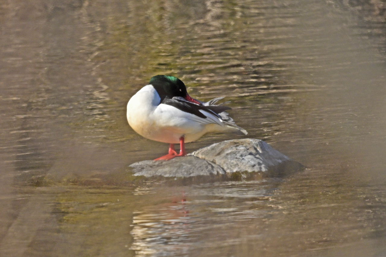 1.