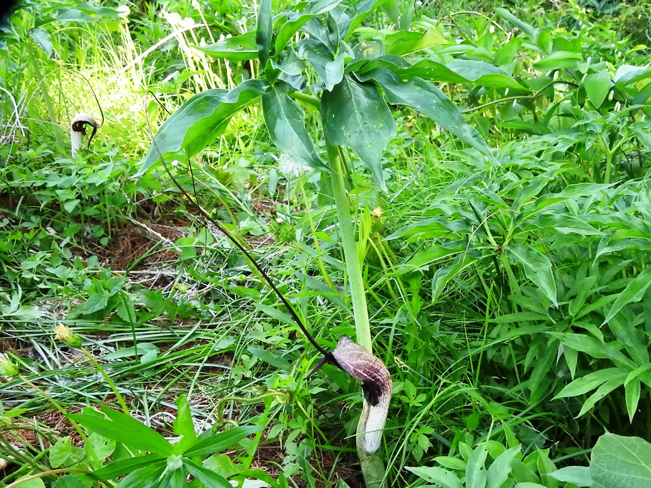 1.