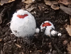 51.