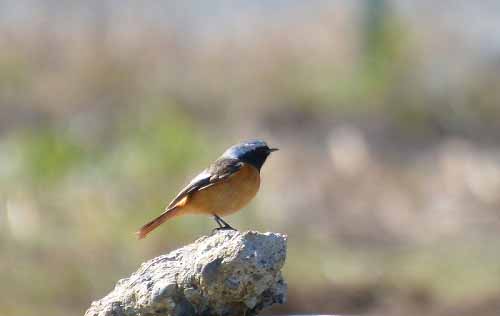 金谷堰のジョウビタキ