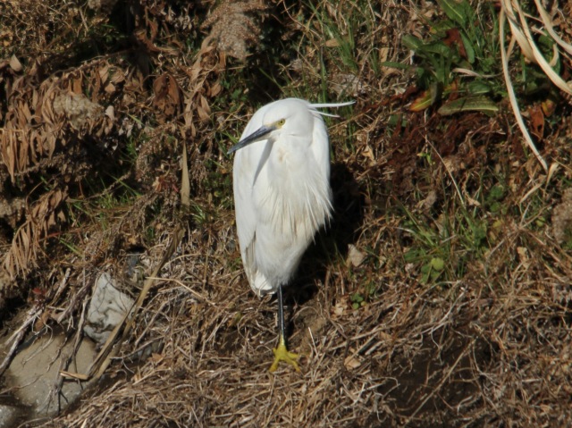 「コサギ」強風を避けて