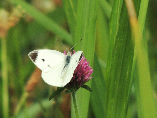 9.V