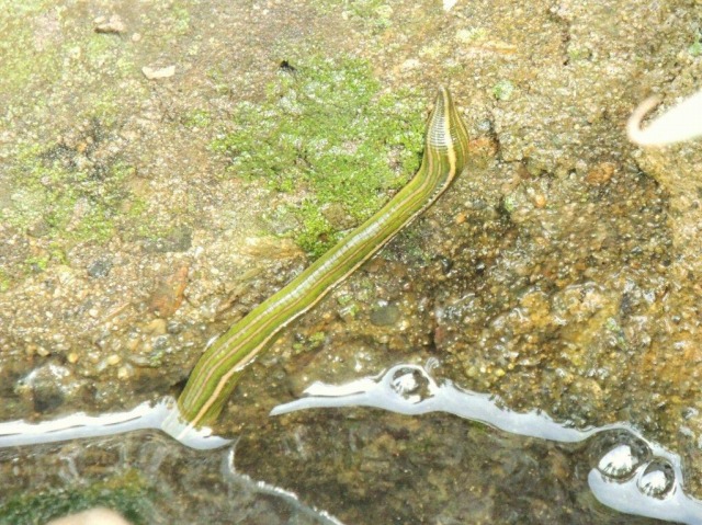 13.CEVr