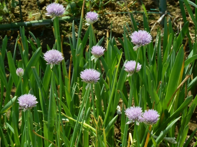 09.@`CủԂ炢Ă܂