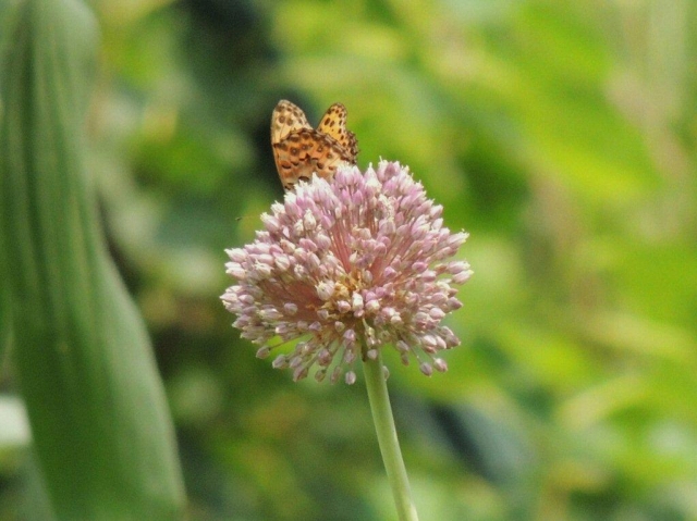 12.f̉ԂɃqE