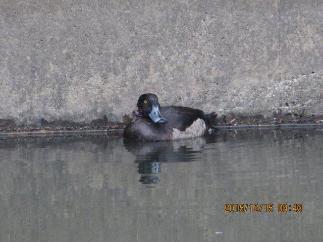 01.キンクロハジロ