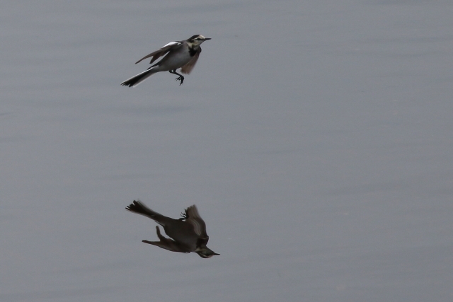 03.ハクセキレイ