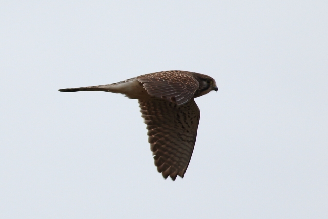 04.チョウゲンボウ飛翔