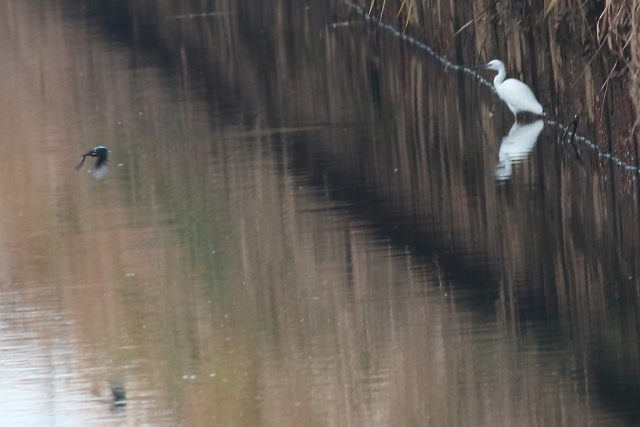 05.サギとカワセミ