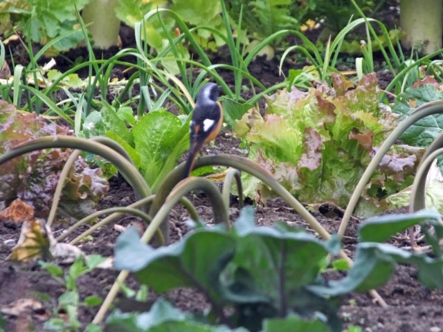 07. じょうびたき♂